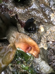 Styela montereyensis