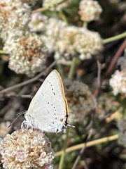 Satyrium sylvinus desertorum