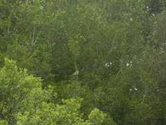 Pachyramphus viridis