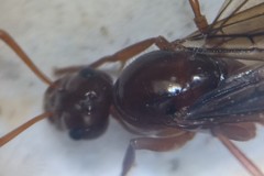 Formica incerta