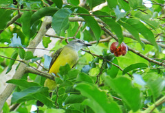 Tyrannus melancholicus