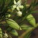 Kanahia laniflora - Photo (c) Gawie Malan, μερικά δικαιώματα διατηρούνται (CC BY-NC), uploaded by Gawie Malan