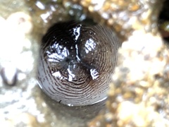 Zirfaea