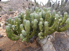 Myrtillocactus cochal