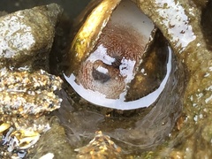 Zirfaea