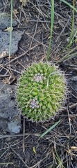 Mammillaria karwinskiana karwinskiana