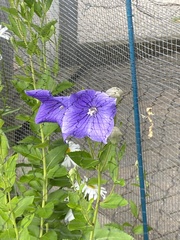 Platycodon
