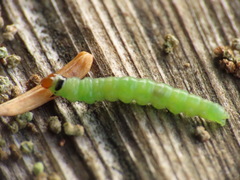Acleris gloveranus