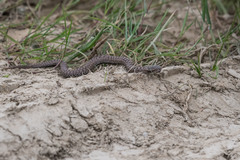Vipera berus marasso