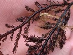 Microcladia coulteri