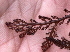 Microcladia coulteri