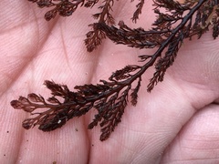 Microcladia coulteri