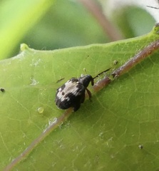 Tachyerges ephippiatus