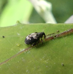 Tachyerges ephippiatus