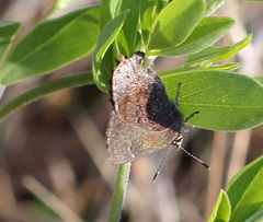 Callophrys irus