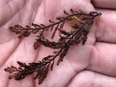 Microcladia coulteri