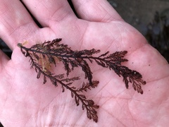 Microcladia coulteri