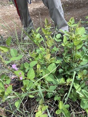 Desmodium grahamii