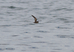 Hydrobates microsoma
