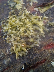 Metzgeria consanguinea