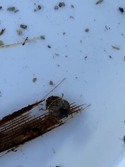 Ambrysus amargosus