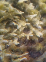 Metzgeria consanguinea