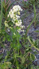 Galium
