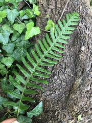 Polypodium × mantoniae