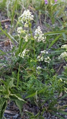Galium