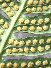 Polypodium × mantoniae