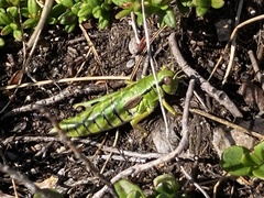 Miramella carinthiaca