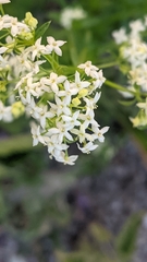 Galium