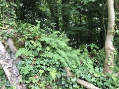 Polypodium × mantoniae