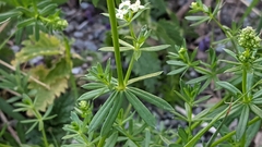 Galium