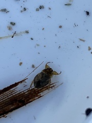 Ambrysus amargosus