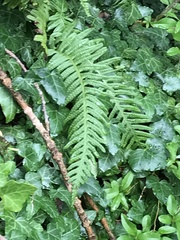 Polypodium × mantoniae