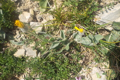 Hieracium tomentosum