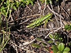 Miramella carinthiaca