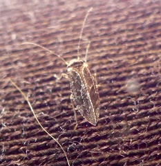 Myopsocidae