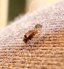 Myopsocidae
