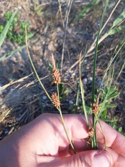 Carex extensa