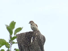 Lanius collurio