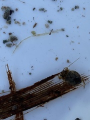 Ambrysus amargosus