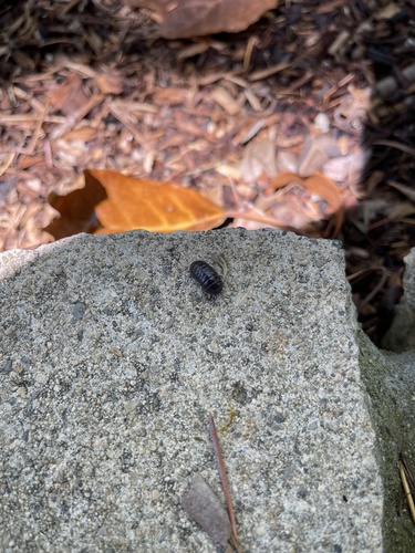 photo of Pillbugs (Armadillidium)