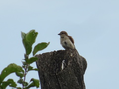 Lanius collurio