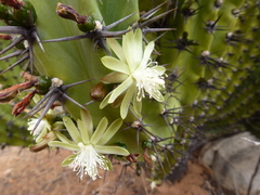 Myrtillocactus cochal