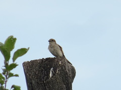 Lanius collurio