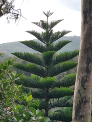Eutacta
