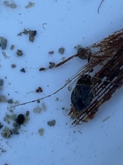 Ambrysus amargosus