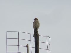 Lanius collurio